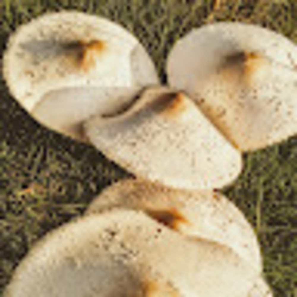 Meet your Posher, Debbe {deborahlyn} l.